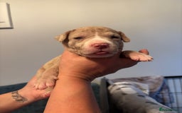 Mixed Breed dogs for sale: American Bulldog X Mastiff mix  - Image 37