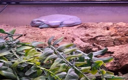 Gecko reptiles for sale: Geckos Fish Frogs full setups - Image 11