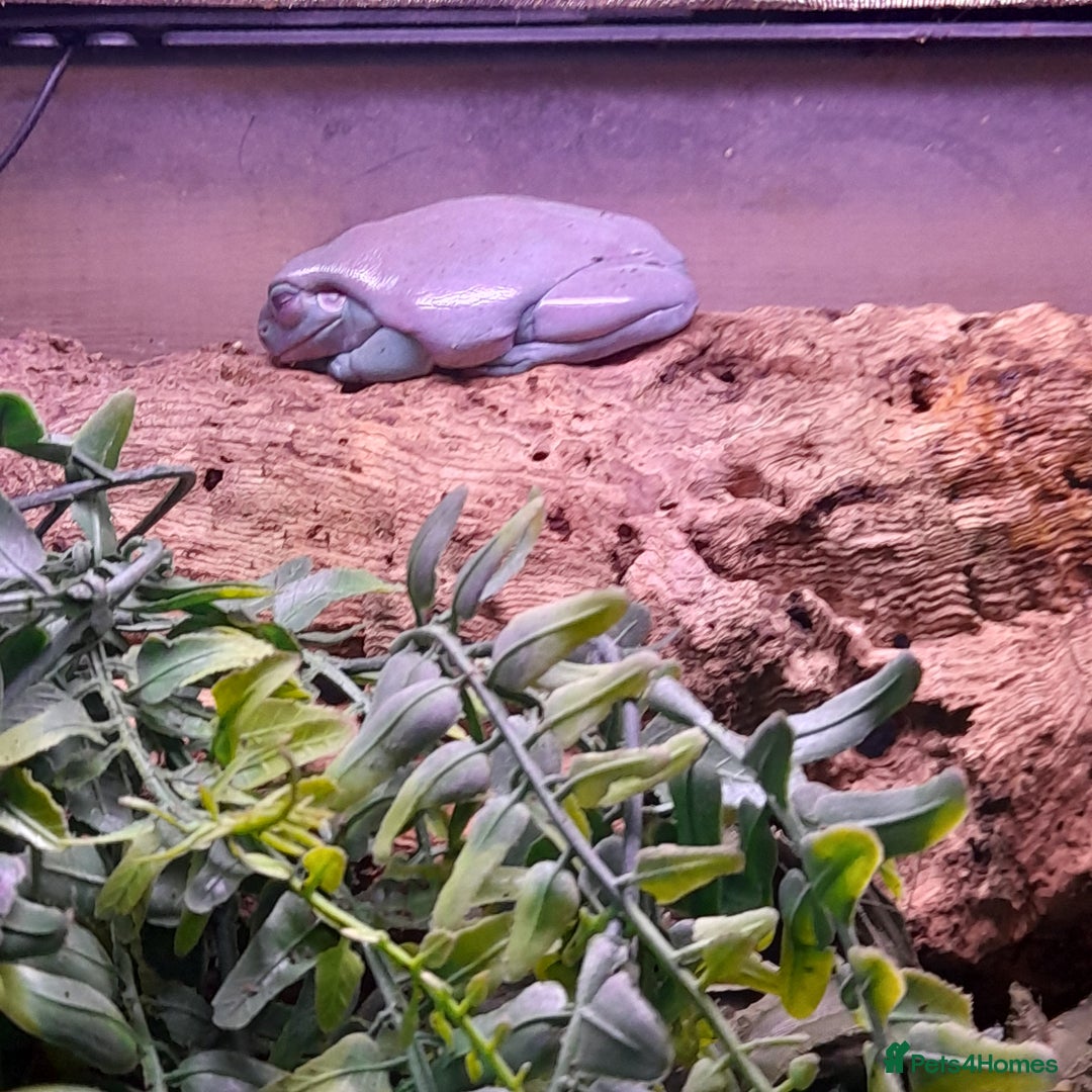 Gecko reptiles for sale: Geckos Fish Frogs full setups - Image 11