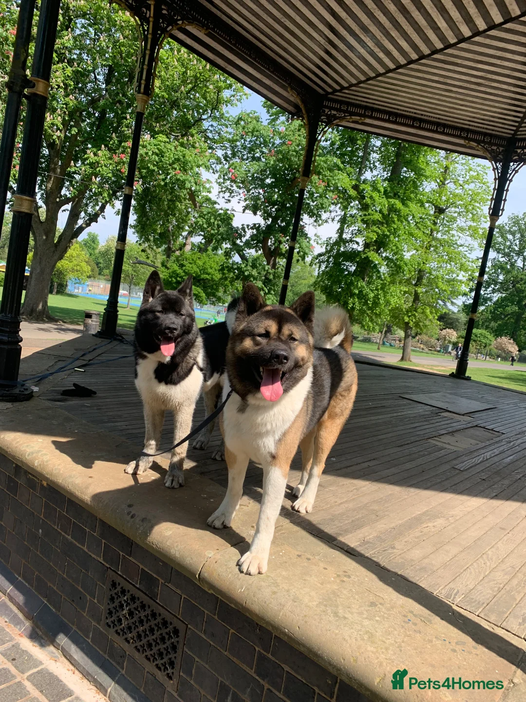 Akita dogs for stud: ***Chico’s finding LOVE… Proven Stud*** - Advert 1