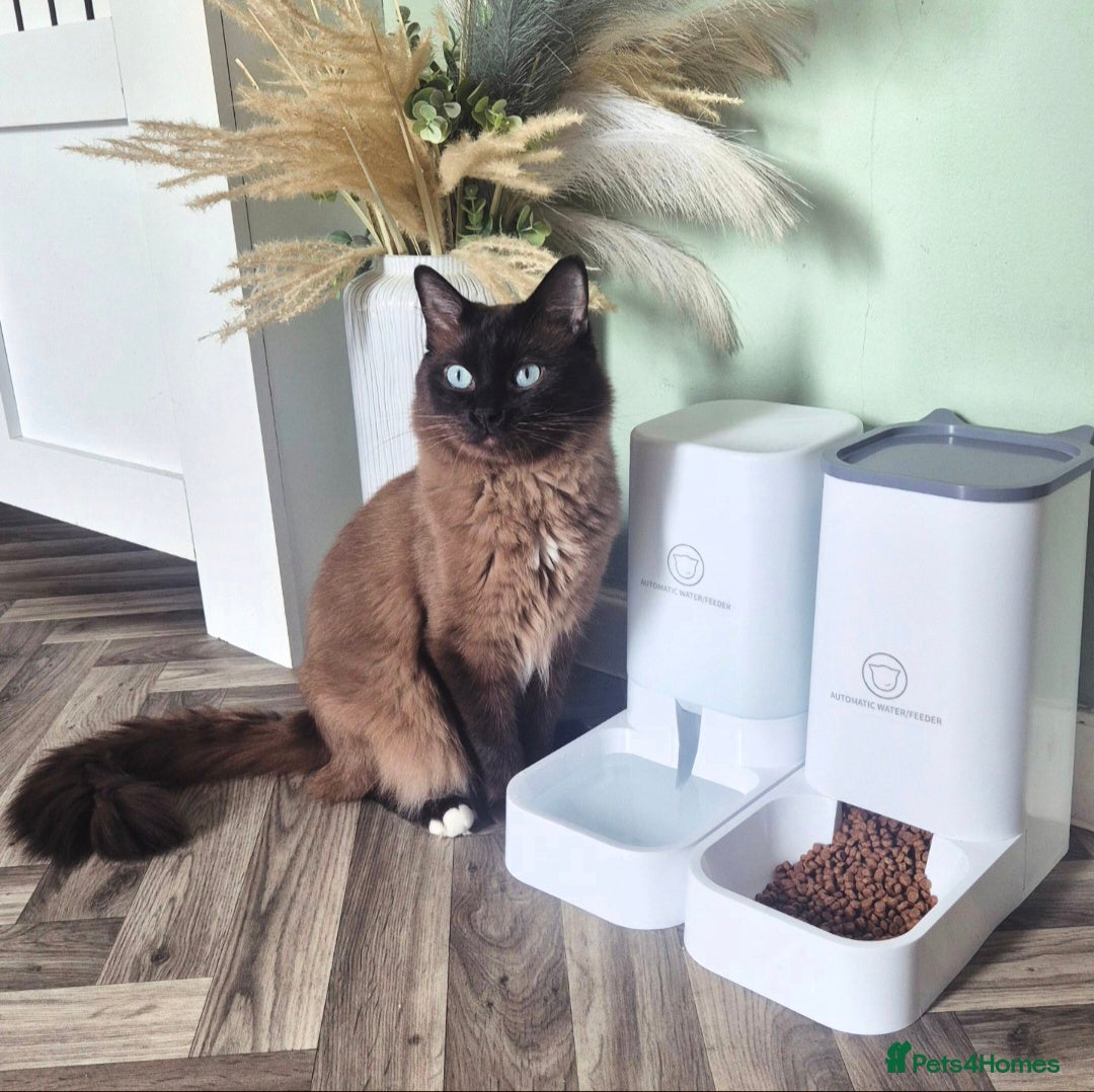 Ragdoll cats Ragdoll Seal Sepia Stud Genetically Tested 🐾 in London - Advert 1