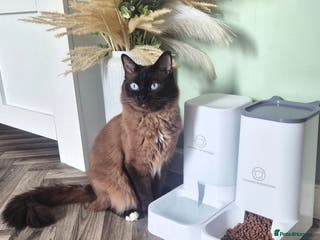 Ragdoll cats Ragdoll Seal Sepia Stud Genetically Tested 🐾 in London - Advert 5