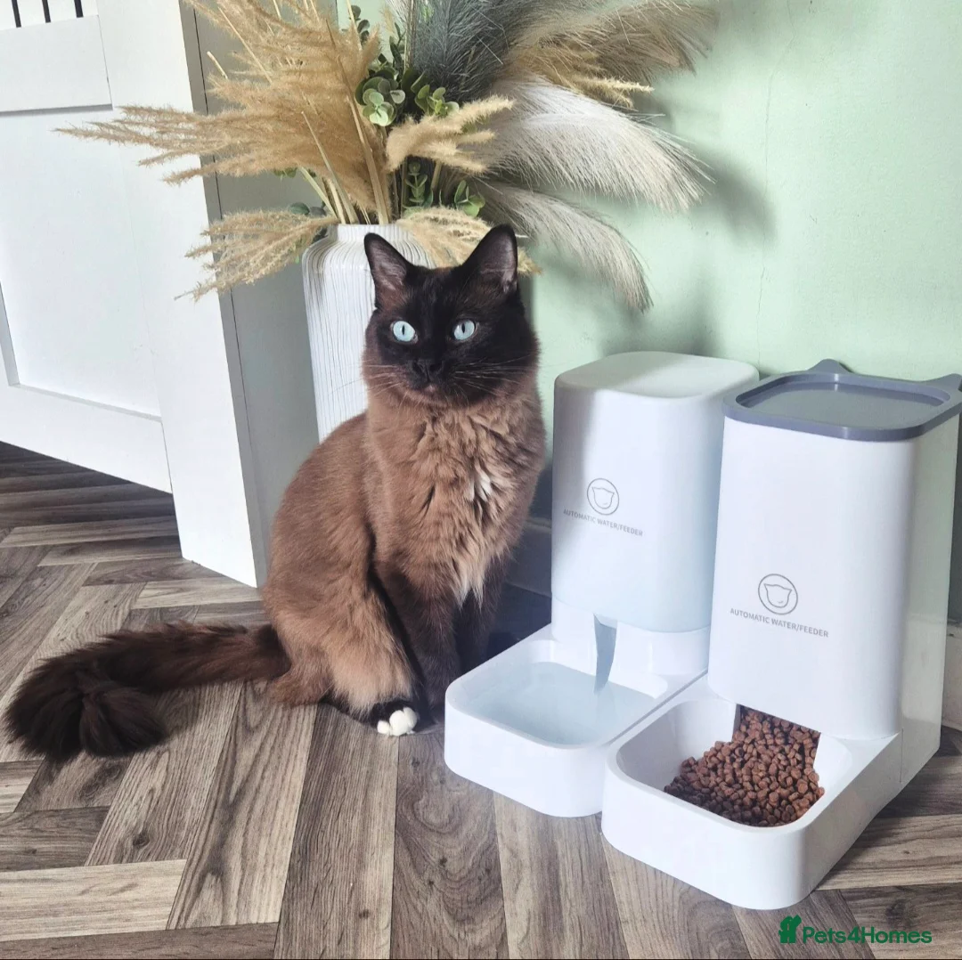 Ragdoll cats for stud: Ragdoll Seal Sepia Stud Genetically Tested 🐾 in London - Advert 5