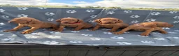 Hungarian Vizsla dogs for sale: Beautiful KC Reg Hungarian Vizsla Puppies - Advert 2