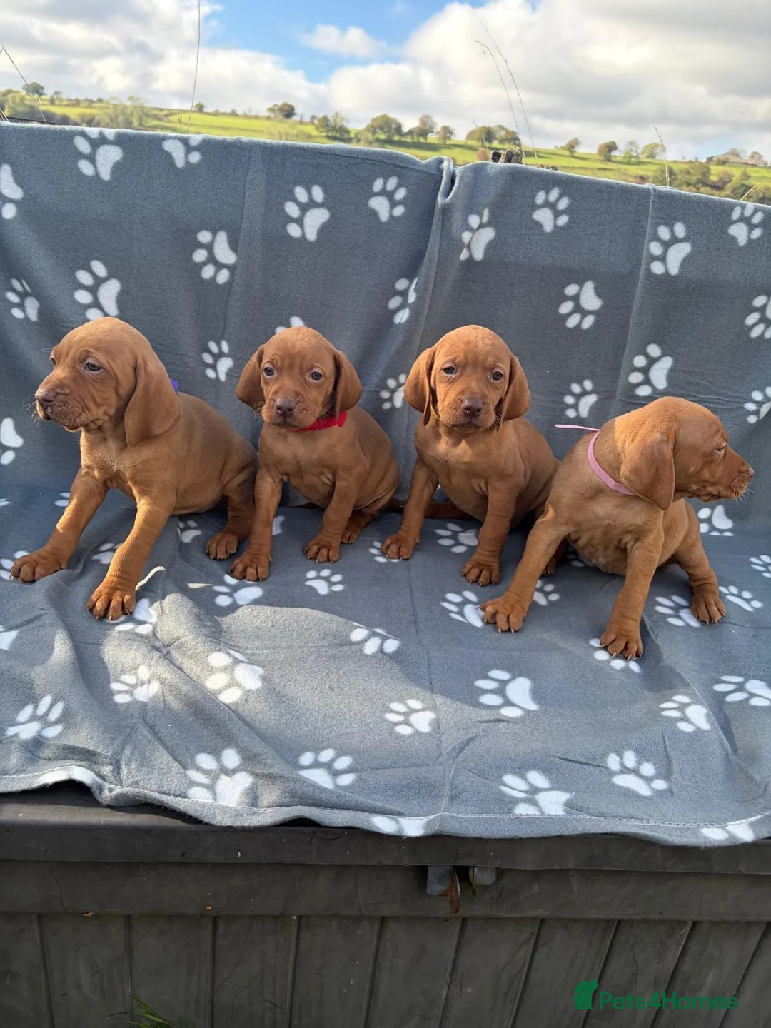 Hungarian Vizsla dogs for sale: Beautiful KC Reg Hungarian Vizsla Puppies - Advert 2