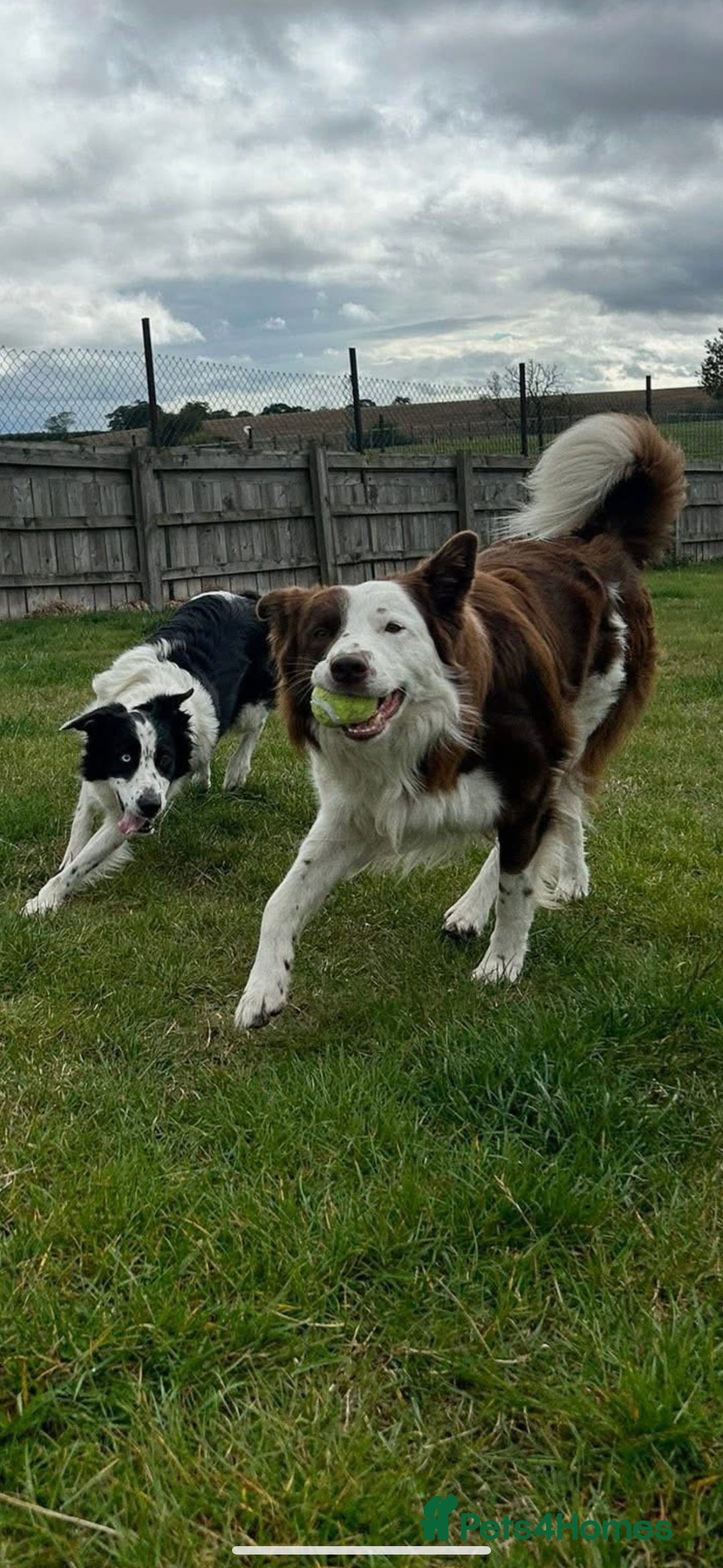 Border Collie dogs for sale: 10 beautiful chunky Border Collies - Image 3