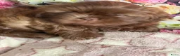 Shih Tzu dogs for sale: Healthy happy Puppies  in Robertsbridge - Advert 2
