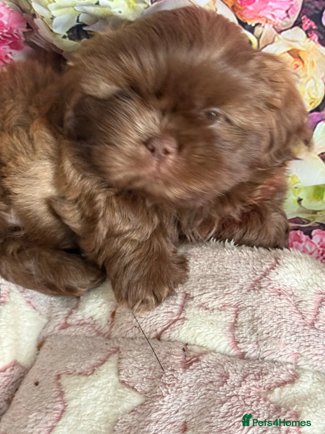 Shih Tzu dogs for sale: Healthy happy Puppies  in Robertsbridge - Advert 2