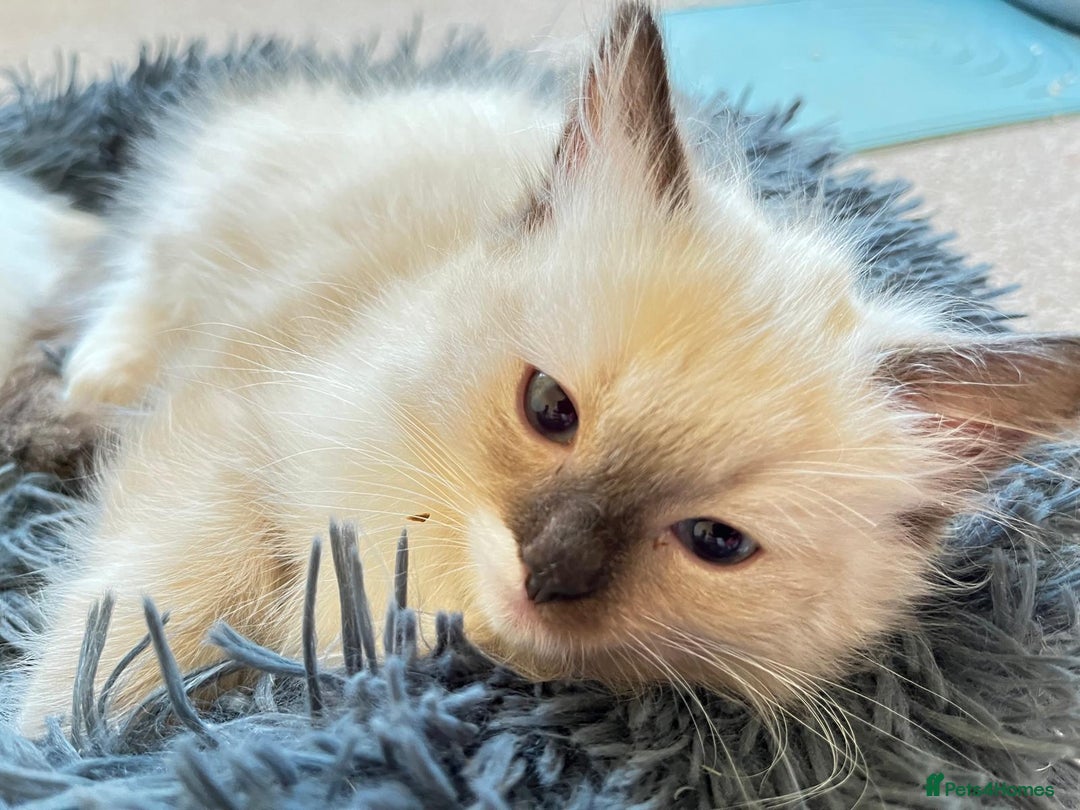 Ragdoll cats for sale: 4 Ragdoll Kittens - Advert 8