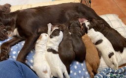 Cocker Spaniel dogs for sale: Cocker spaniel puppies - Advert 10