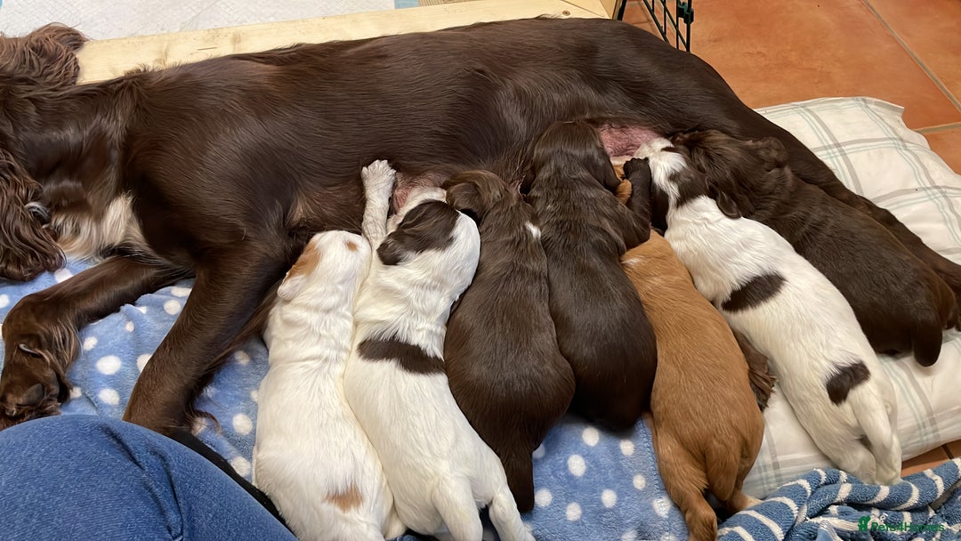 Cocker Spaniel dogs for sale: Cocker spaniel puppies - Advert 10