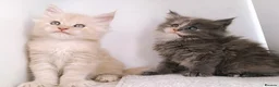 Maine Coon cats for sale: DNA health tested Maine coon kittens  - Advert 11