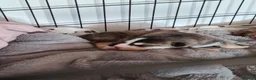 Mixed Breed dogs for sale: Husky x Staffy/Mastiff  - Advert 4