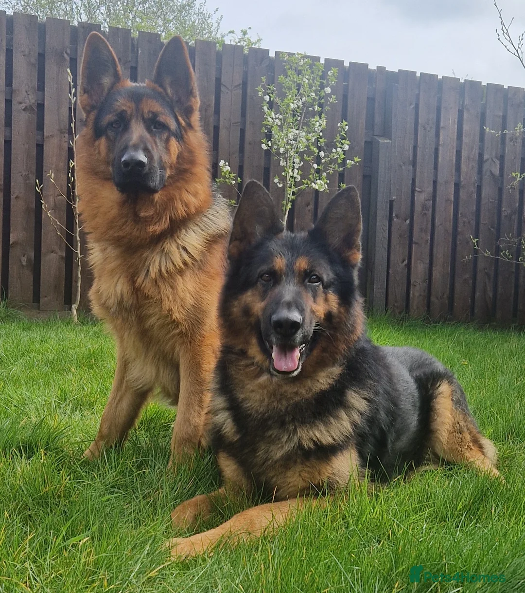 German Shepherd dogs for stud: Health tested stud dog in Ashington - Advert 2