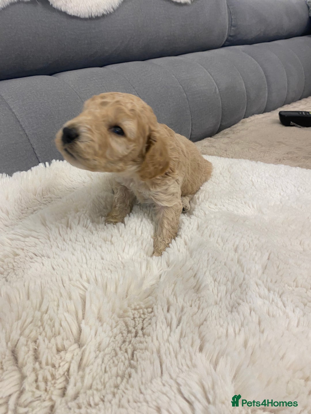 Cockapoo dogs for sale: F2 Cockapoo - Image 6