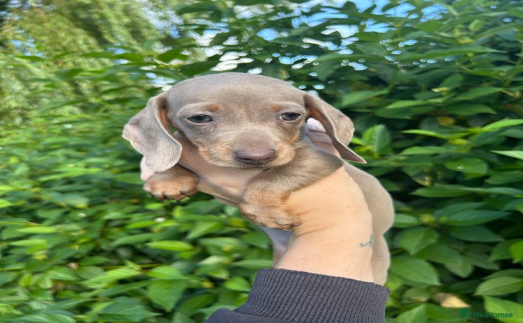 Miniature Dachshund dogs - Advert 1