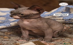Sphynx cats for sale: 💕 two beautiful male Canadian Sphynx for sale  💕 - Image 3