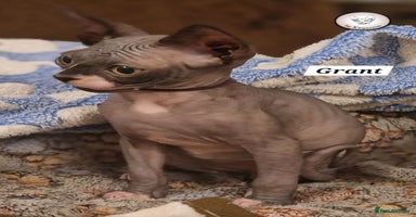 Sphynx cats - Advert 2
