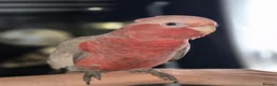 Cockatoo birds for sale: 4 month old tame Galah - Advert 3