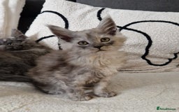 Maine Coon cats for sale: Beautiful GCCF Mainecoon kittens  - Image 5