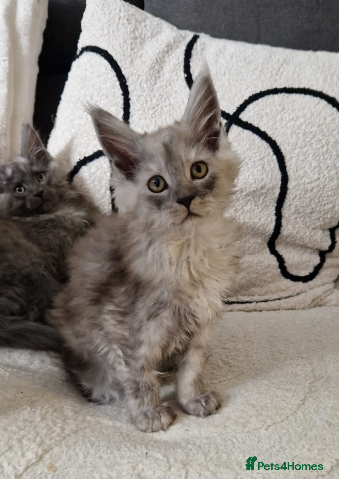 Maine Coon cats for sale: Beautiful GCCF Mainecoon kittens  - Image 5