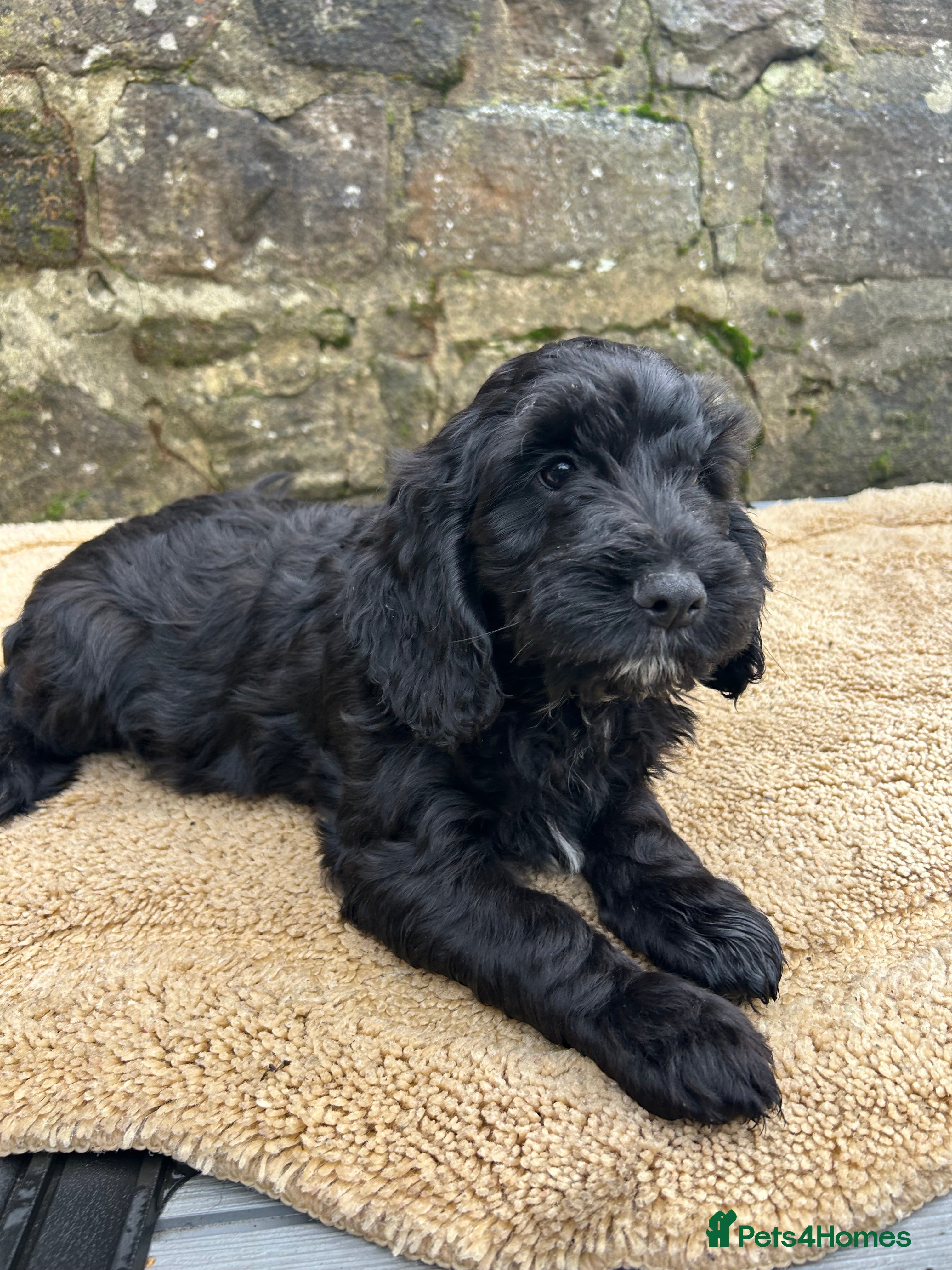 Cockapoo dogs LAST BEAUTIFULL F1 COCKAPOO PUPPY - Advert 8