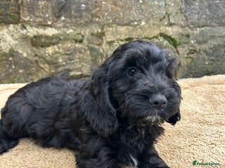 Cockapoo dogs BEAUTIFULL F1 COCKAPOO PUPPYS - Advert 14