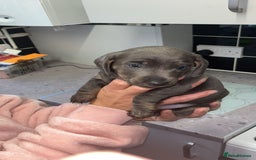 Dachshund dogs for sale: 🩶Silver miniature dachshunds litter READY TO GO🩶 - Image 7