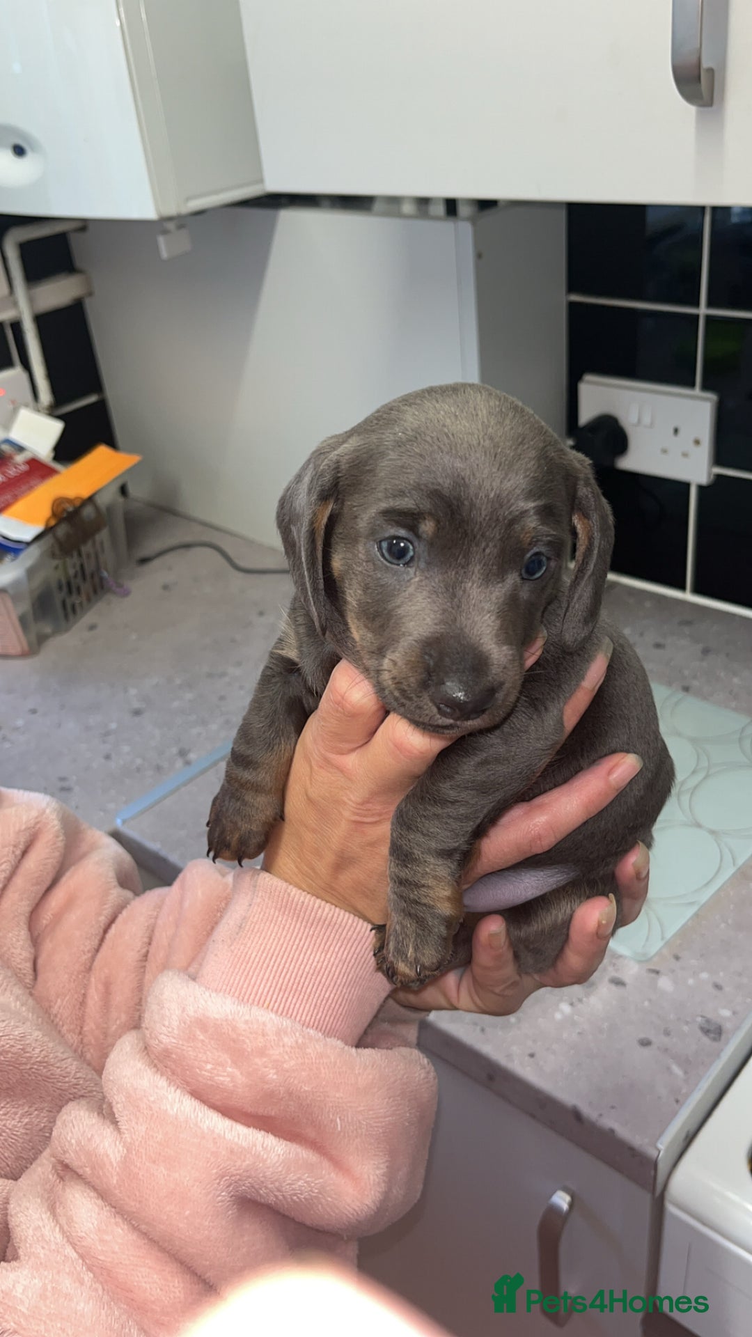 Dachshund dogs for sale: 🩶Silver miniature dachshunds litter READY TO GO🩶 - Image 7