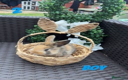Mixed Breed rabbits for sale: 3 baby rabbits looking for their forever homes - Image 3