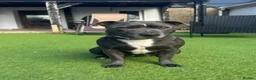 Staffordshire Bull Terrier dogs for sale: KC Registered Staffordshire Bull Terrier Puppies - Advert 2