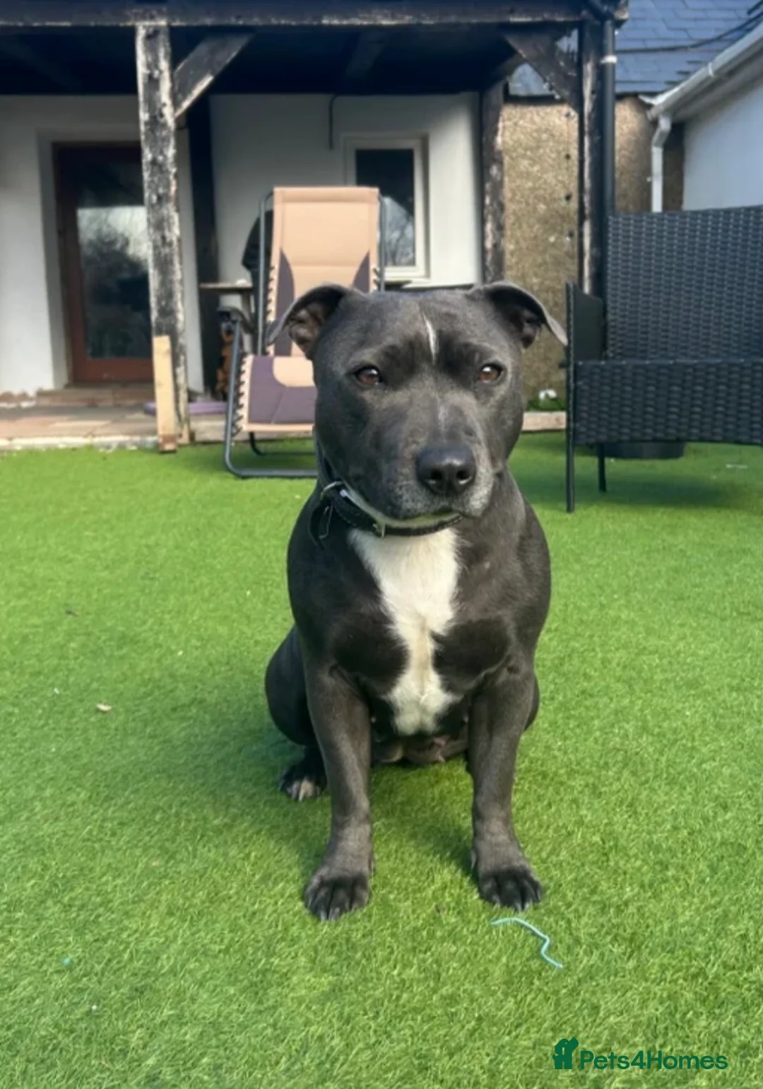 Staffordshire Bull Terrier dogs for sale: KC Registered Staffordshire Bull Terrier Puppies - Advert 2