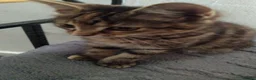 Toyger cats for sale: Playful and loving kitten for sale in Birmingham - Advert 4