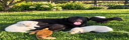 Labrador Retriever dogs for sale: Beautiful Labrador puppies chocolate and yellow  in Chulmleigh - Advert 10