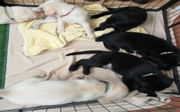 Labrador Retriever dogs for sale: KC Registered Labrador Retriever Puppies in Ross-on-Wye - Image 21