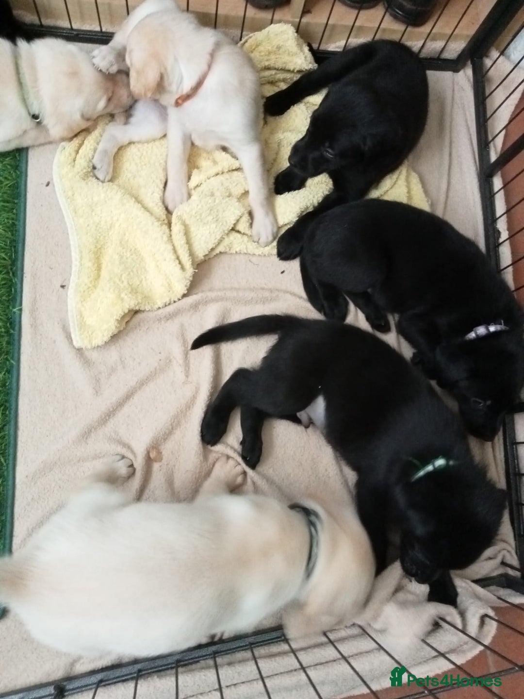 Labrador Retriever dogs for sale: KC Registered Labrador Retriever Puppies in Ross-on-Wye - Image 21