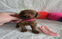 Goldendoodle dogs for sale: 👑Superb Rare Toy/Mini Deepest Red Goldendoodles👑 - Image 33