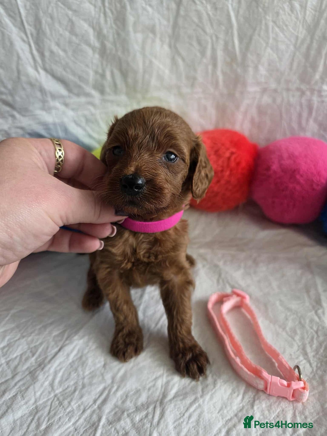 Goldendoodle dogs for sale: 👑Superb Rare Toy/Mini Deepest Red Goldendoodles👑 - Image 33