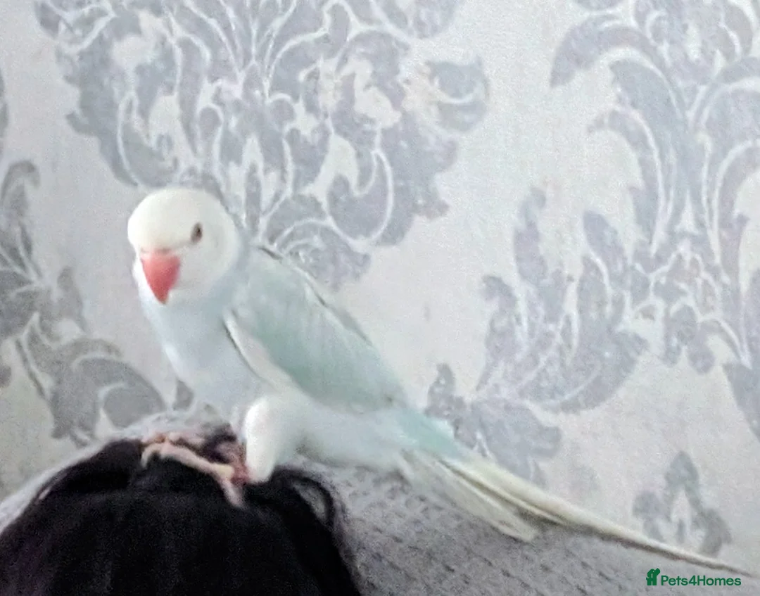 Ringnecks birds for sale: Ringneck Parrot - Lincoln LN6 - Advert 3