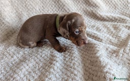Dachshund dogs for sale: Dachshunds  - Image 23