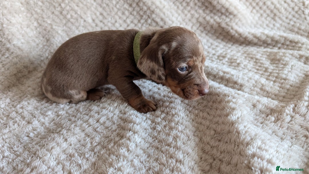 Dachshund dogs for sale: Dachshunds  - Image 23