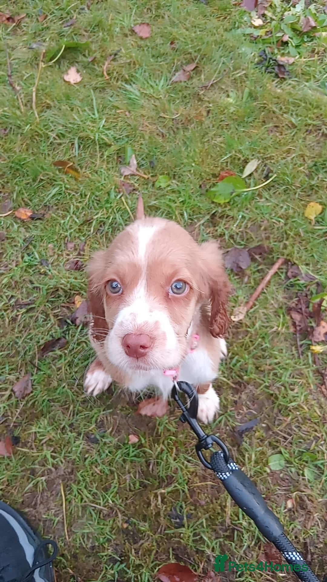 Cocker Spaniel dogs for sale: working cocker 15 weeks - Advert 2