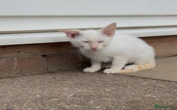Bengal cats for sale: Savannah x snow bengal kittens 2M 1F Ready to go. - Image 3
