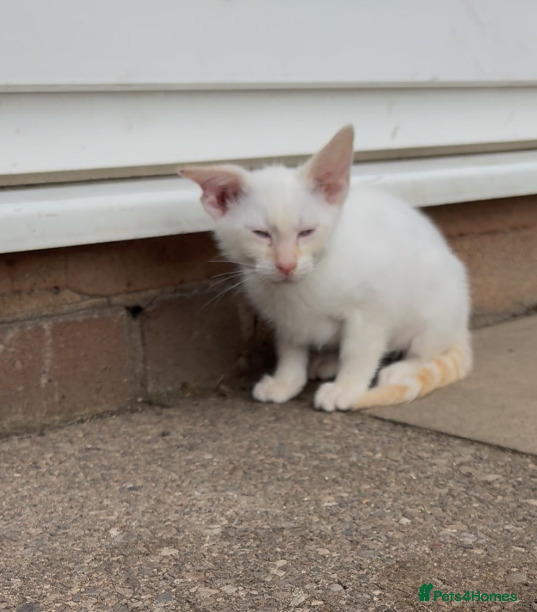 Bengal cats for sale: Savannah x snow bengal kittens 2M 1F Ready to go. - Image 3