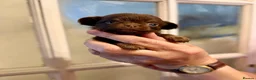 Chihuahua dogs for sale: Long coat KC puppies  - Advert 17