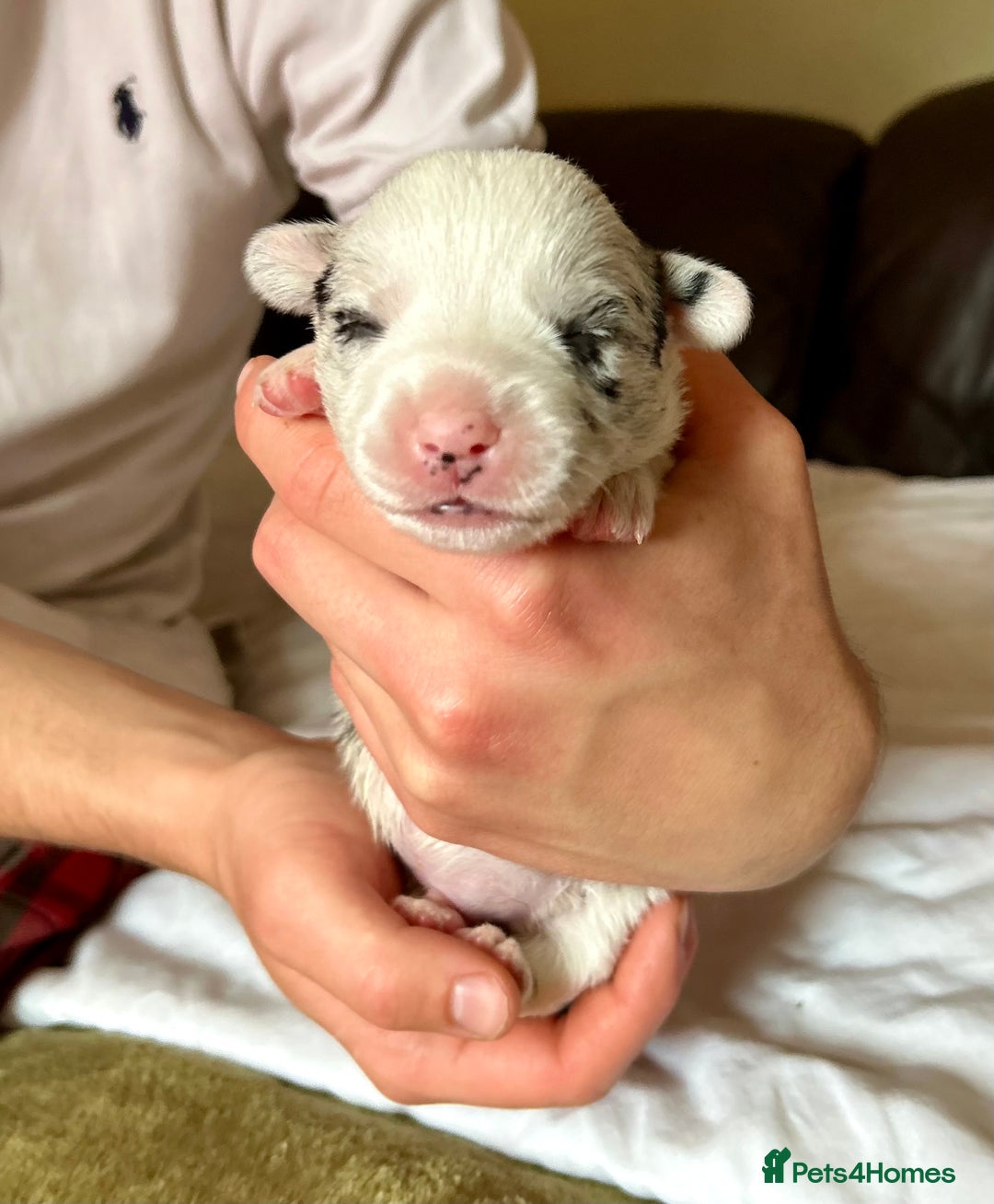 Welsh Corgi Cardigan dogs for sale: Show Quality KC Pedigree Corgi Cardigan Puppies  - Image 28