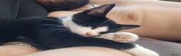 Mixed Breed cats for sale: Male cat  - Advert 4
