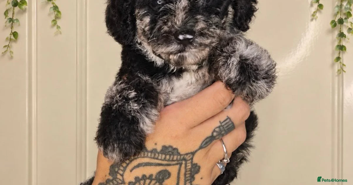 Mearle Lab Chocolate merle mini Labradoodle Puppies for sale | Pets4Homes