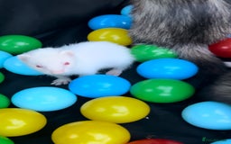 Ferret rodents for sale: Albino ferret kits  - Image 11