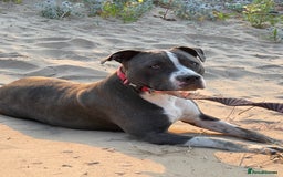 Mixed Breed dogs for sale: Mixed breed staffy for sale  - Image 6